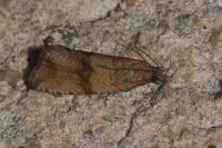 Celypha striana