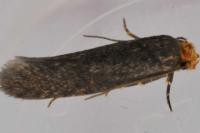 Cephimallota crassiflavella