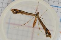 Amblyptilia acanthadactyla