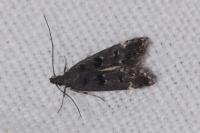 Dichomeris alacella
