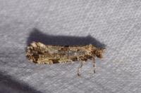 Morophaga choragella