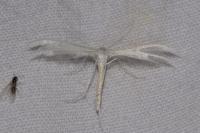 Pterophorus pentadactylus