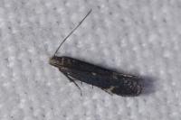 Aproaerema anthyllidella