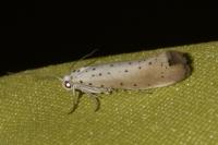 Yponomeuta rorrella
