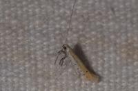 Aspilapteryx tringipennella