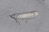 Yponomeuta evonymella