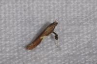 Caloptilia stigmatella
