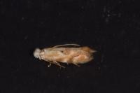 Bucculatrix bechsteinella