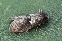 Penestoglossa dardoinella