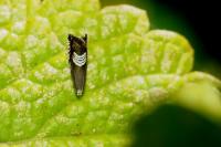 Grapholita compositella