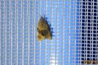Epagoge grotiana