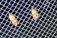 Aethes williana