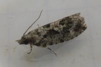 Zeiraphera isertana