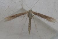 Emmelina monodactyla
