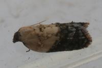 Acleris variegana