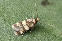 Oegoconia caradjai