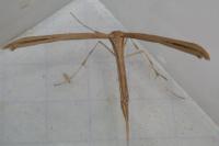Emmelina monodactyla