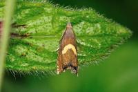 Dichrorampha petiverella