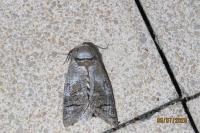 Cossus cossus