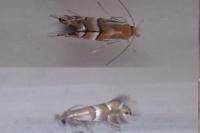 Phyllonorycter ulmifoliella