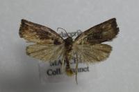 Archips podana