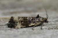 Endothenia gr. gentianaeana