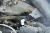 Trichophaga tapetzella