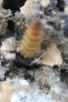 Trichophaga tapetzella