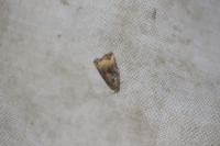 Archips podana