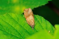Celypha striana