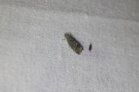 Cydia splendana