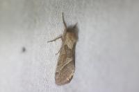 Triodia sylvina