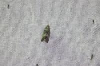 Cydia splendana
