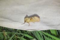 Triodia sylvina