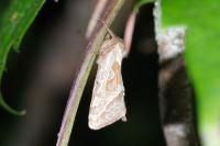Triodia sylvina