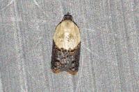 Acleris variegana