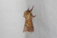 Triodia sylvina