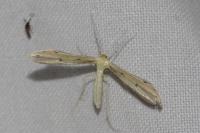 Adaina microdactyla