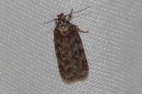 Depressaria