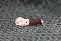 Trichophaga bipartitella