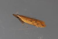 Dichomeris acuminata