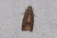 Cydia splendana