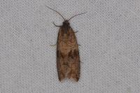 Celypha striana