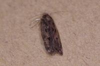 Hofmannophila pseudospretella