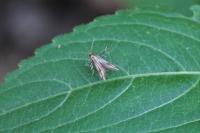 Schreckensteinia festaliella