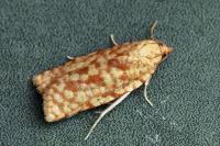 Lozotaenia mabilliana