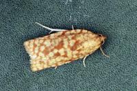 Lozotaenia mabilliana