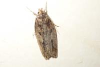 Hofmannophila pseudospretella