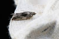 Epinotia