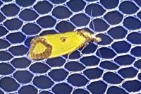 Agapeta zoegana